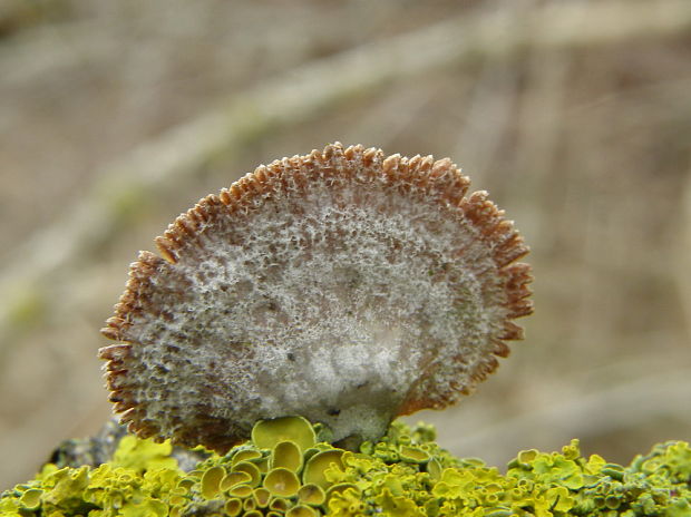 klanolupeňovka obyčajná Schizophyllum commune Fr.