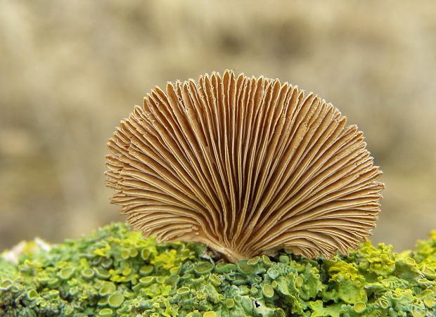 klanolupeňovka obyčajná Schizophyllum commune Fr.