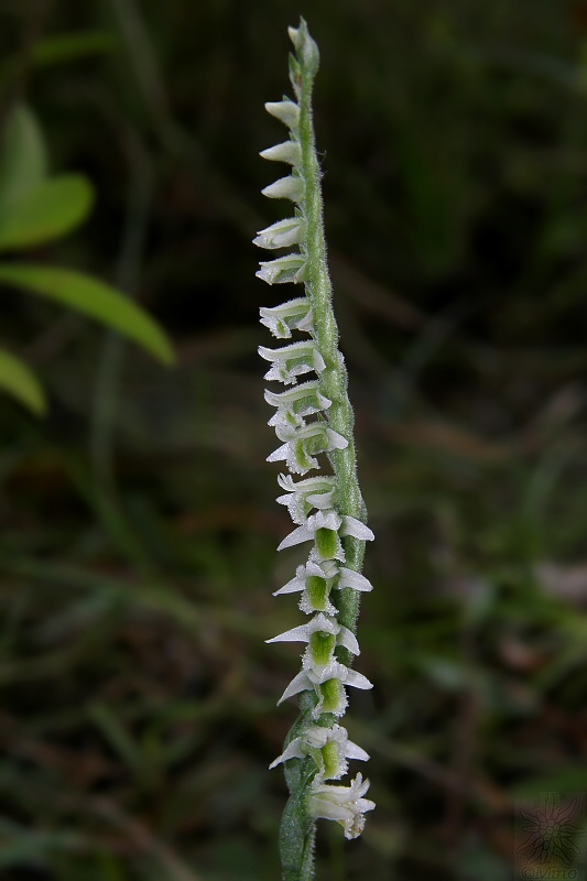 pokrut jesenný Spiranthes spiralis (L.) Chevall.