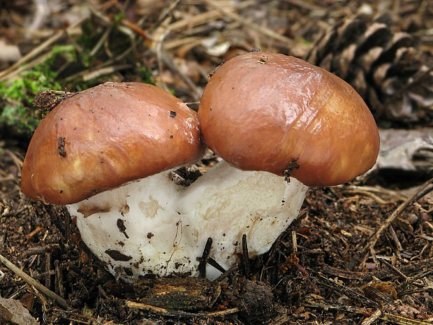 masliak obyčajný Suillus luteus (L.) Roussel