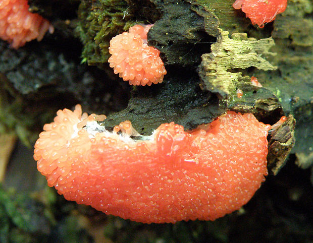 jahodník sasankovitý  Tubifera ferruginosa (Batsch) J.F. Gmel.