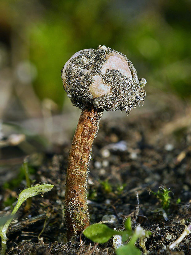 stopkovec zimný Tulostoma brumale Pers.