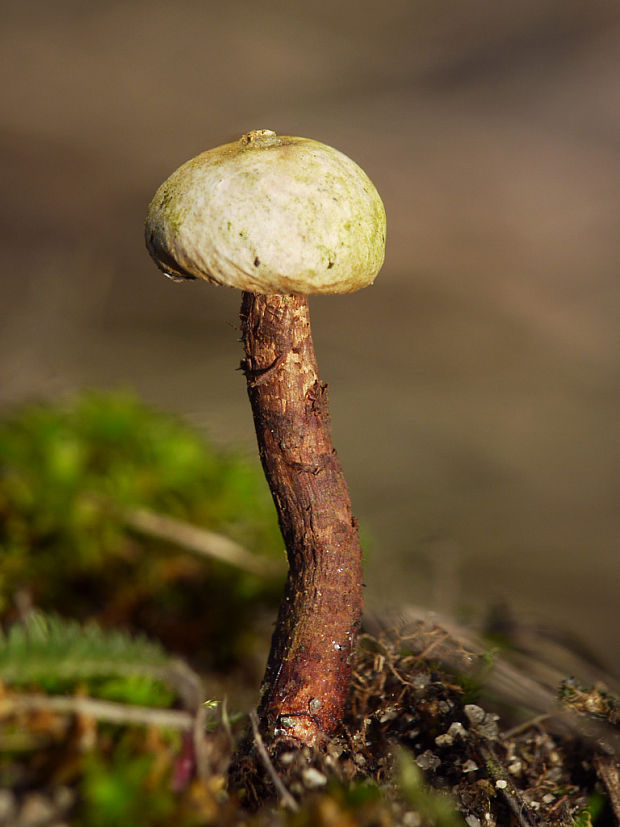 stopkovec hrdzavohnedý Tulostoma melanocyclum Bres.