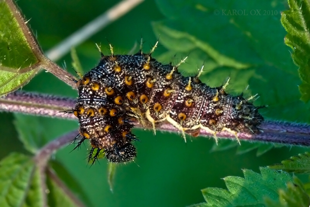 babôčka admirálska Vanessa atalanta