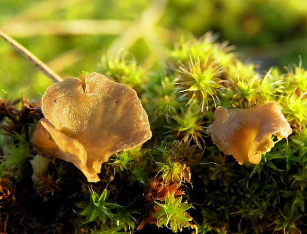 rebrovička Arrhenia sp.