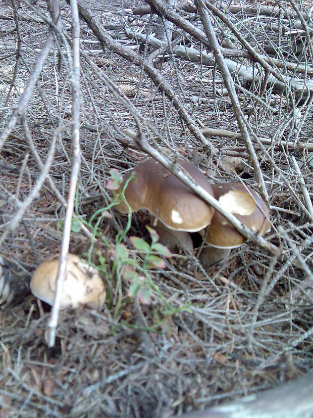 hríb smrekový Boletus edulis Bull.