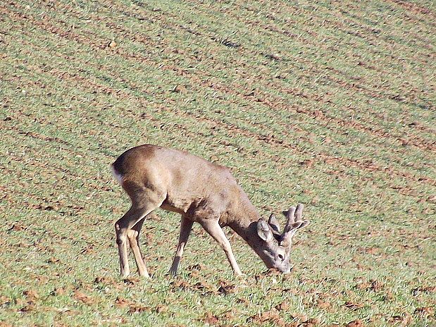 srnec hôrny Capreolus capreolus