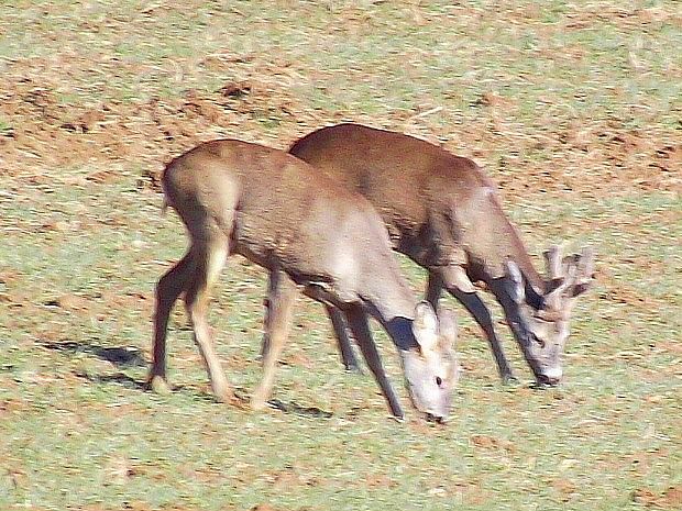 srnec hôrny Capreolus capreolus