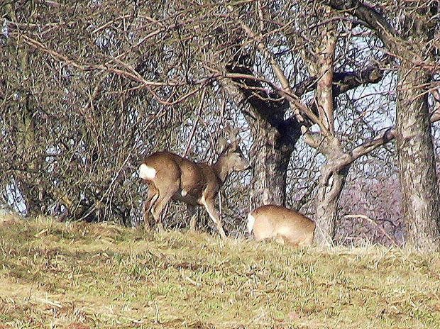 srnec hôrny Capreolus capreolus