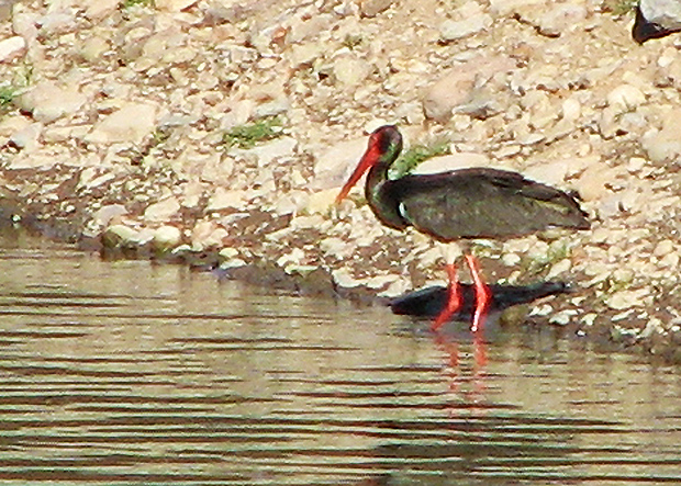 bocian čierny Ciconia nigra