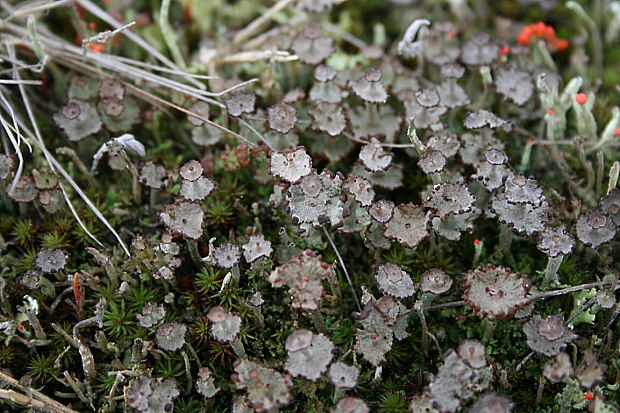 dutohlávka rožkatá Cladonia cervicornis  (Ach.) Flot.