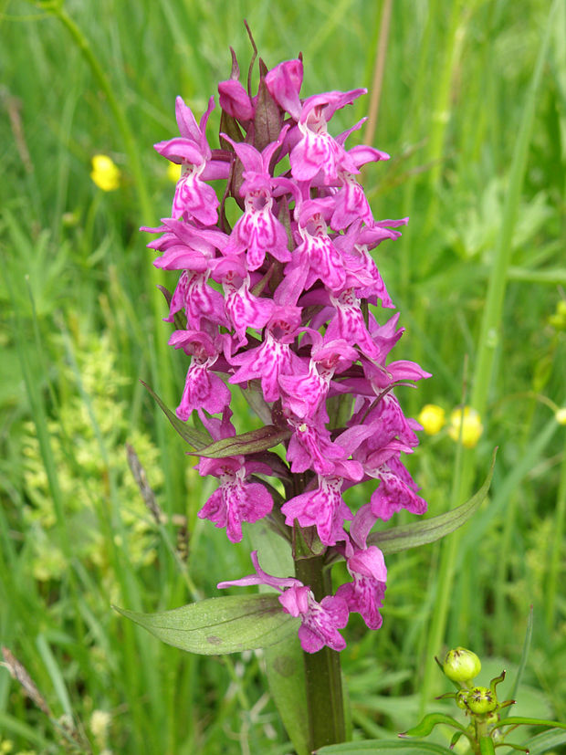 vstavačovec májový pravý Dactylorhiza majalis subsp. majalis (Reincherb.) Hunt & Summerh.