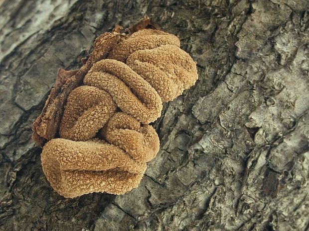 dutinovka otrubnatá Encoelia furfuracea (Roth) P. Karst.