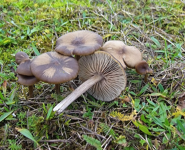 hodvábnica hodvábna Entoloma sericeum Quél.