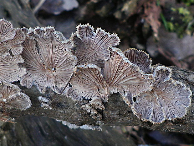 klanolupeňovka obyčajná Schizophyllum commune Fr.