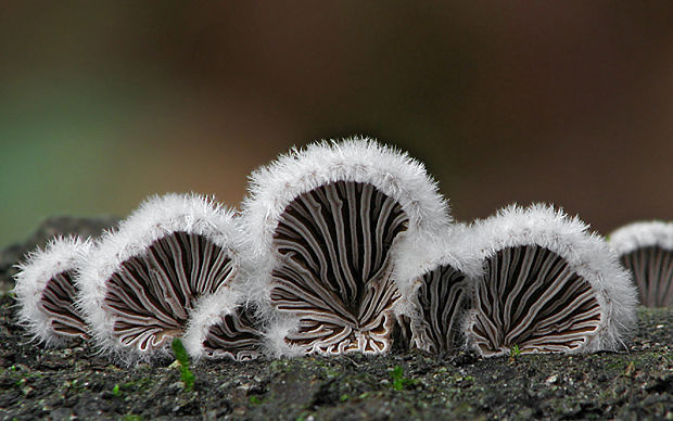 klanolupeňovka obyčajná Schizophyllum commune Fr.