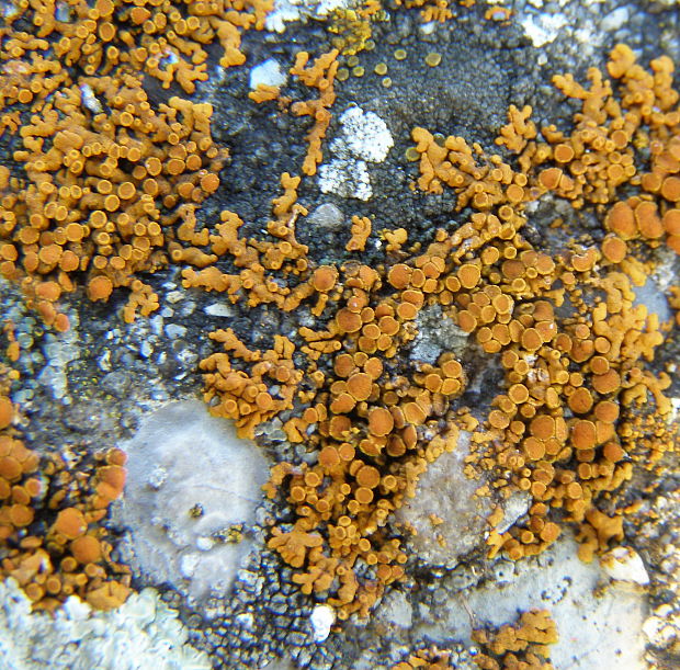 diskovník oranžový Xanthoria elegans (Link) Th. Fr.