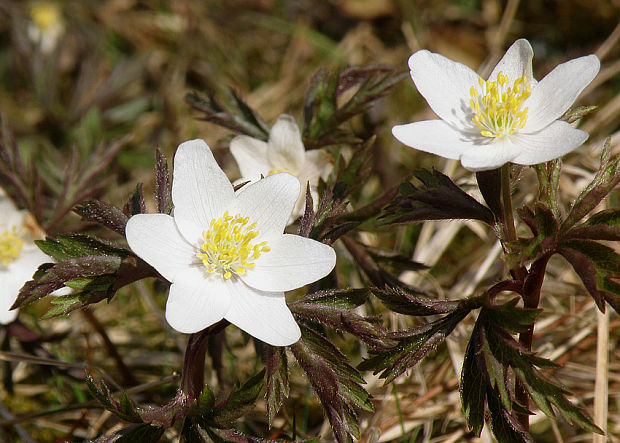 veternica hájna Anemone nemorosa L.