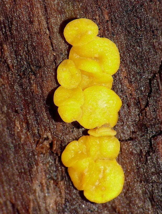 okrasník Bisporella sp.