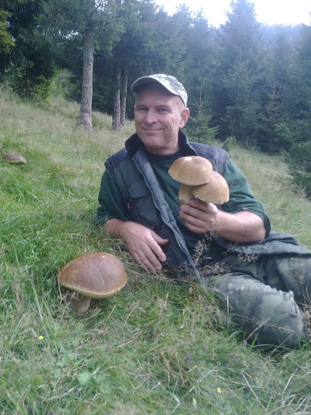 hríb smrekový Boletus edulis Bull.