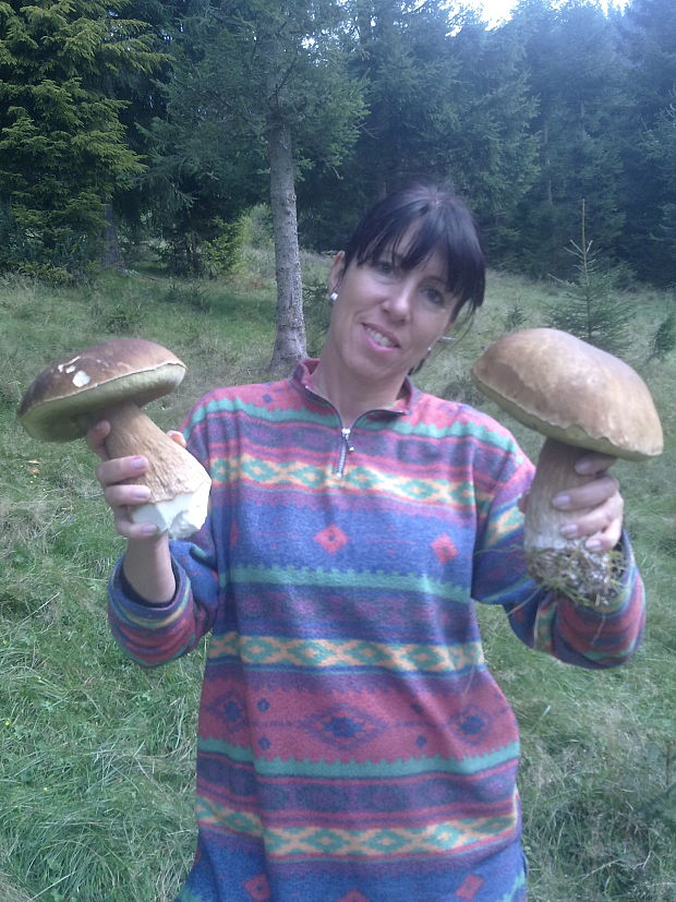 hríb smrekový Boletus edulis Bull.