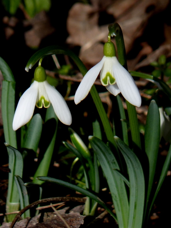 snežienka jarná Galanthus nivalis L.