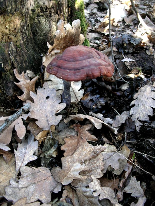 lesklokôrovka obyčajná Ganoderma lucidum (Curtis) P. Karst.