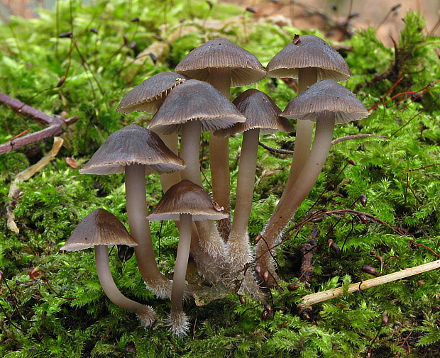 prilbička hnedosivá Mycena tintinnabulum (Paulet) Quél.