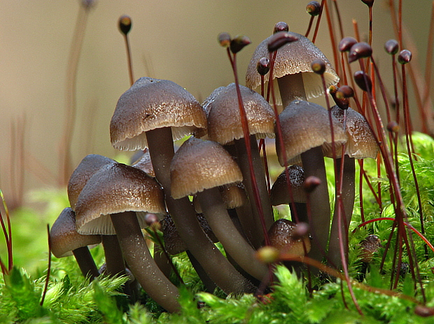 prilbička hnedosivá Mycena tintinnabulum (Paulet) Quél.