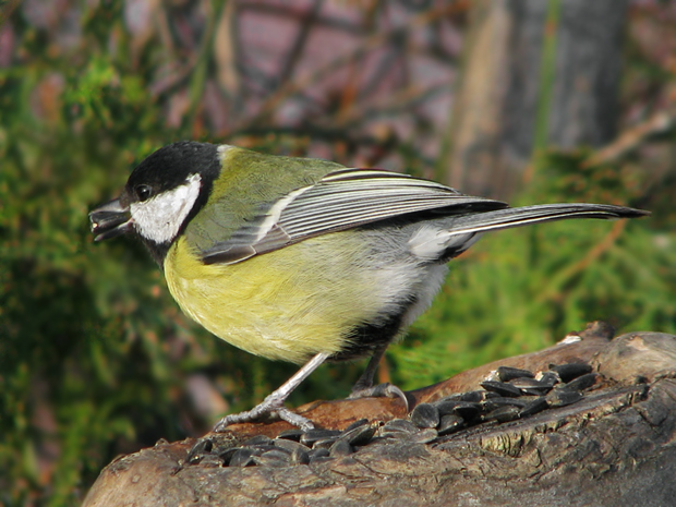 sýkorka veľká Parus major