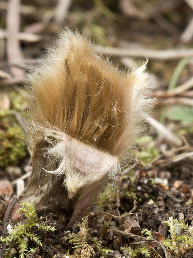 poniklec veľkokvetý Pulsatilla grandis Wender.