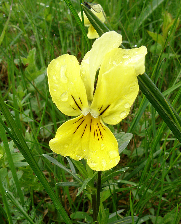 fialka žltá sudetská Viola lutea subsp. sudetica (Willd.) Nyman