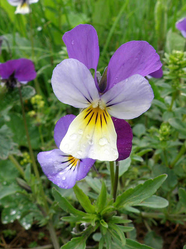 fialka trojfarebná Viola tricolor L. emend. F. W. Schmidt