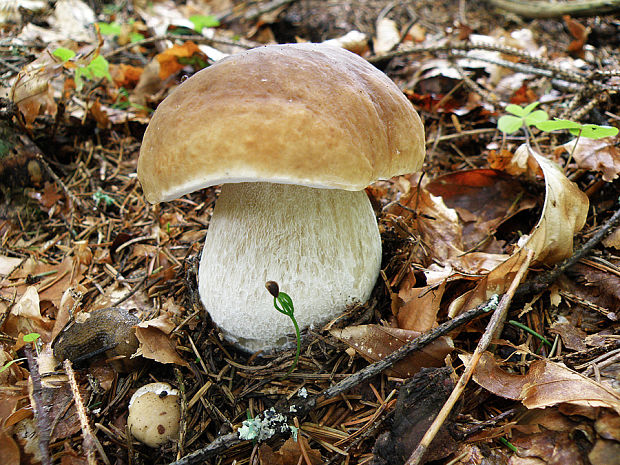 hríb smrekový Boletus edulis Bull.