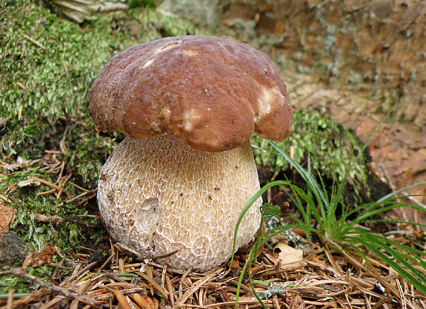 hríb smrekový Boletus edulis Bull.