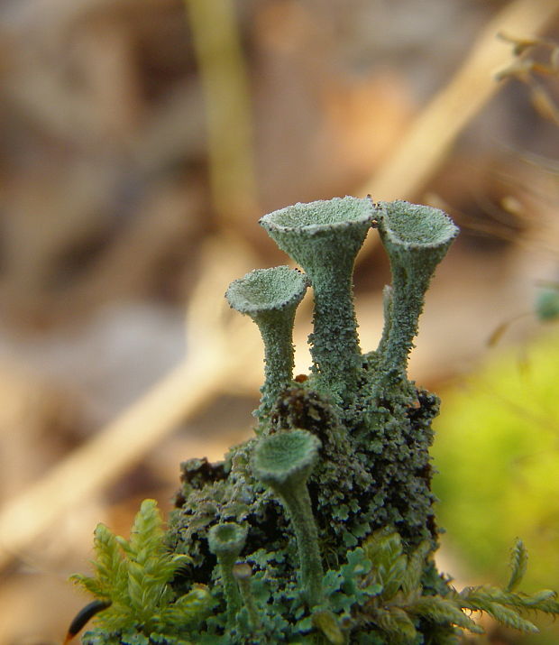 dutohlávka Cladonia sp.