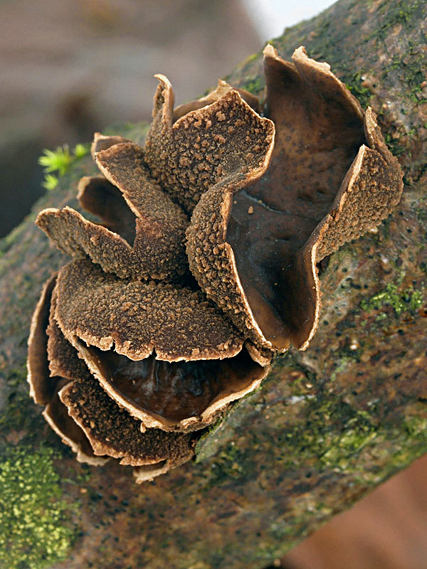 dutinovka otrubnatá Encoelia furfuracea (Roth) P. Karst.