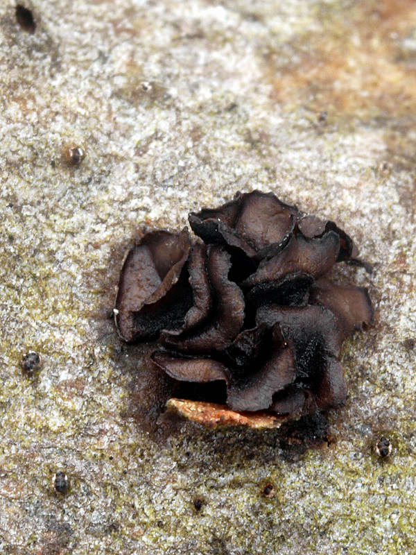 dutinovka lužná Sclerencoelia fascicularis (Alb. & Schwein.) P. Karst.