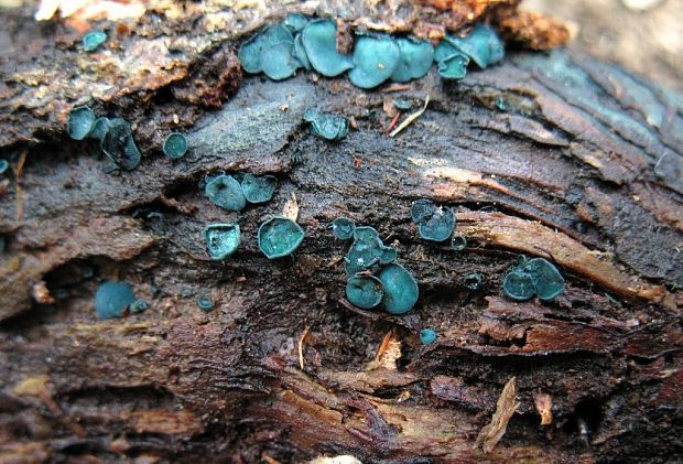 zelenica Chlorociboria sp.