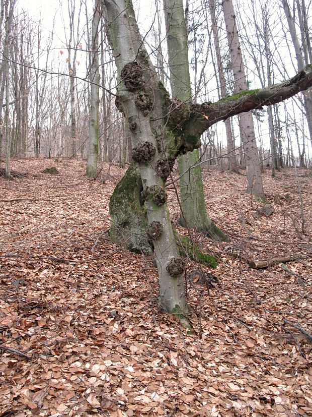 buk lesný Fagus sylvatica L.