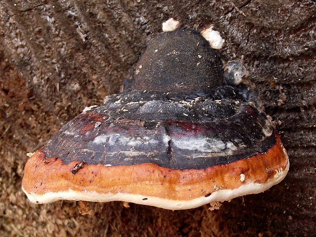 práchnovček pásikavý Fomitopsis pinicola (Sw.) P. Karst.