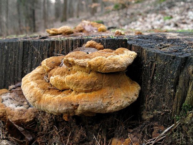 trámovka anízová Gloeophyllum odoratum (Wulfen) Imazeki