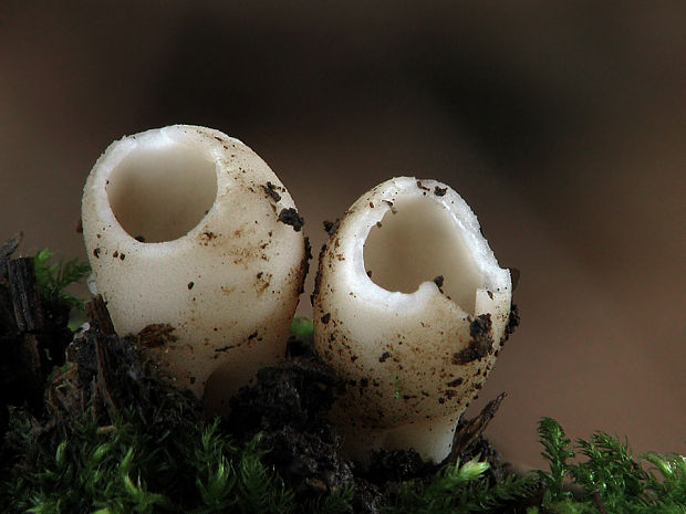 chriapač sosnový Helvella leucomelaena (Pers.) Nannf.