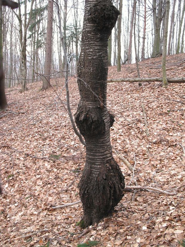 ryšavec šikmý Inonotus obliquus (Ach. ex Pers.) Pilát