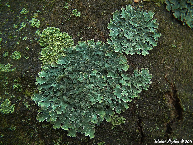 diskovka ryhovaná Parmelia sulcata Taylor