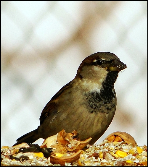 vrabec domový Passer domesticus