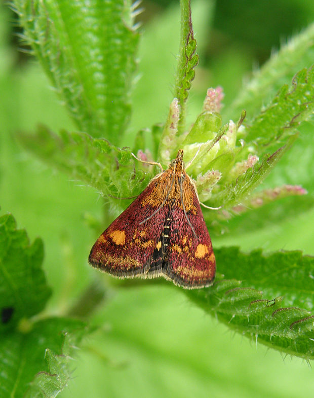 vijačka purpurová / zavíječ purpurový Pyrausta purpuralis Linnaeus, 1758