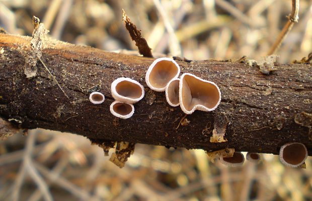 škľabka plstnatá Schizophyllum amplum (Lév.) Nakasone