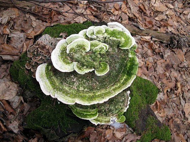 trúdnikovec Trametes sp.