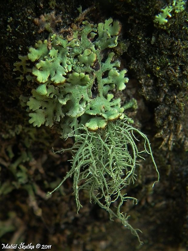 bradatec srstnatý Usnea hirta (L.) Weber ex Wigg.